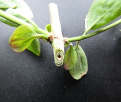 Lonicera micrantha
