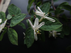 Lonicera micrantha