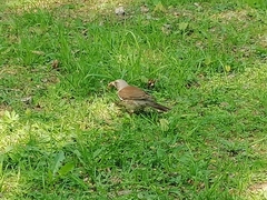 Turdus pilaris