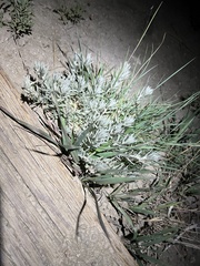 Krascheninnikovia lanata