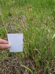 Carex siccata