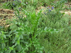 Cirsium arvense arvense