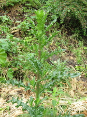 Cirsium arvense arvense