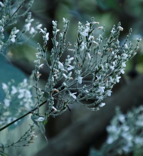 Image of Isoglossa woodii by (c) Tony Rebelo, some rights reserved (CC BY-SA)