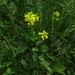 Barbarea vulgaris arcuata - Photo (c) Oleksandr Shynder, μερικά δικαιώματα διατηρούνται (CC BY-NC), uploaded by Oleksandr Shynder