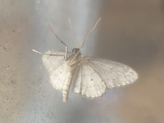 Idaea seriata