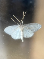 Idaea seriata