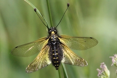 Libelloides hispanicus