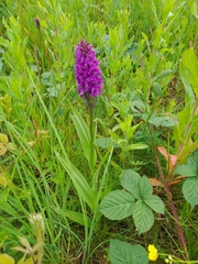 Dactylorhiza purpurella