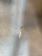 Idaea seriata