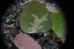 Phytomyza ranunculi
