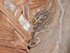 Thecadactylus solimoensis