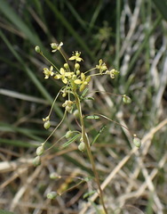 Cleomella parviflora