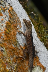Anolis antonii