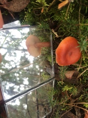 Lactarius eucalypti