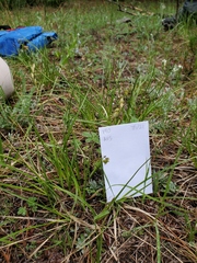 Carex tahoensis
