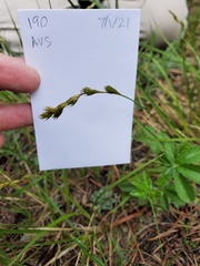 Carex tahoensis