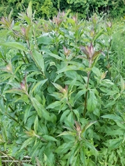 Eupatorium cannabinum