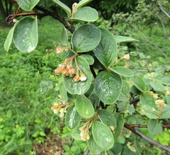 Cotoneaster tomentosus