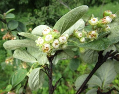 Cotoneaster tomentosus
