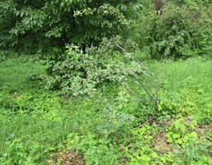 Cotoneaster tomentosus