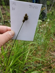 Carex microptera