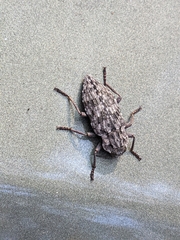 Dicerca crassicollis