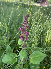 Stachys sylvatica