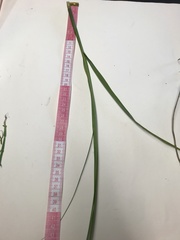 Bolboschoenus maritimus paludosus