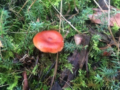 Lactarius eucalypti