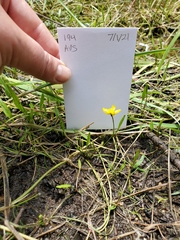 Ranunculus flammula ovalis