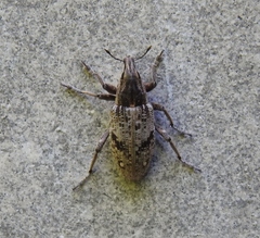 Asproparthenis punctiventris