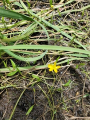 Ranunculus flammula ovalis