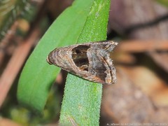 Tripudia rectangula