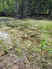 Ranunculus flammula ovalis
