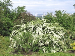 Spiraea trichocarpa