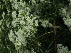 Spiraea trichocarpa