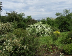 Spiraea trichocarpa