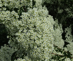 Spiraea trichocarpa
