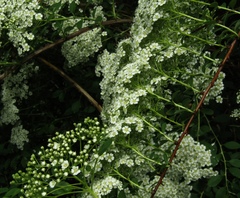 Spiraea trichocarpa