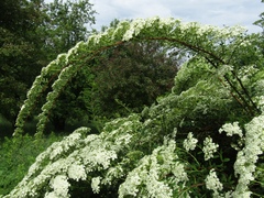 Spiraea trichocarpa