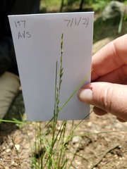 Poa interior
