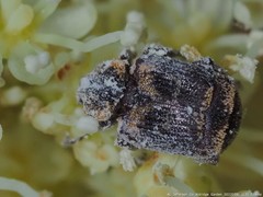 Valgus canaliculatus