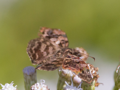 Gorgythion begga begga