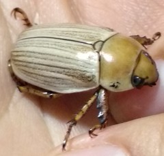 Pelidnota virescens