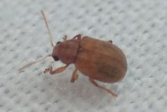Demotina modesta