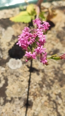 Centranthus macrosiphon