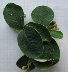 Cotoneaster tomentosus