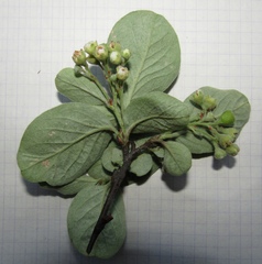 Cotoneaster tomentosus