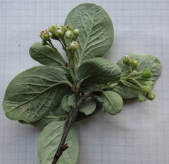 Cotoneaster tomentosus